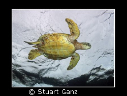 Green Sea Turtle. Taken on a rainy day in Hawaii. by Stuart Ganz 